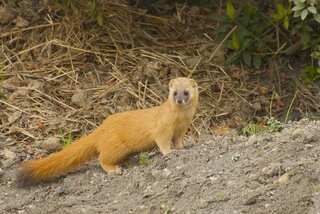 この動物の名前は10ですか 貂 てん です 英語の10 Yahoo 知恵袋