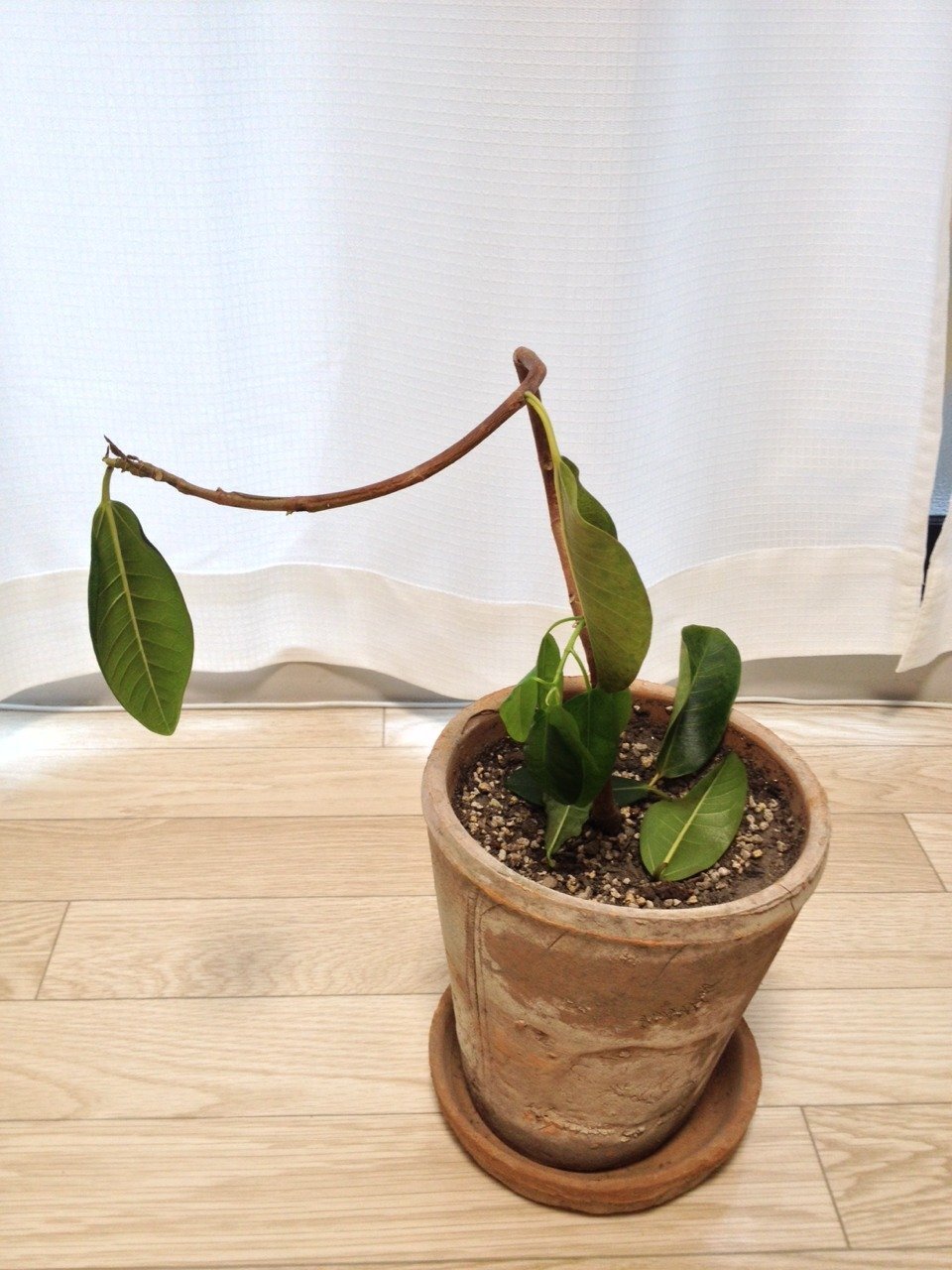 ゴムの木がしおれてきました 写真のように葉も落ちてきてしまい Yahoo 知恵袋