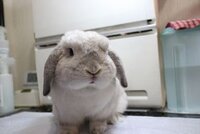 うさぎって 新聞紙や紙を食べても大丈夫なんでしょうか うちのうさ Yahoo 知恵袋