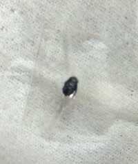 この虫は何でしょう ゴマ程の大きさの真っ黒い虫で 硬いです Yahoo 知恵袋