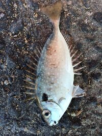 この魚はなんという魚ですか 鯵を釣ろうとしたらこればかり釣れました 食 Yahoo 知恵袋
