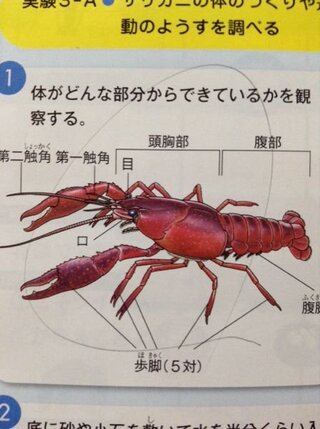 至急 中学二年生理科の問題です ザリガニの体のつくりには どの Yahoo 知恵袋