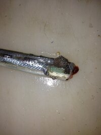 サヨリの寄生虫が気持ち悪いので釣れた後にすぐに首を落とし腹わたを Yahoo 知恵袋