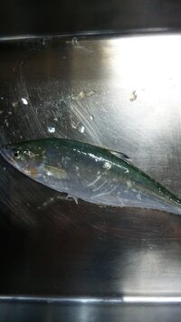ムロアジの釣り方ムロアジの釣り方について質問です 冬になってからの釣 Yahoo 知恵袋