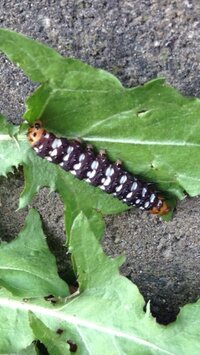 家の庭に写真の様な毛虫か芋虫の様なのが沢山居て気持ち悪いです これは何 Yahoo 知恵袋