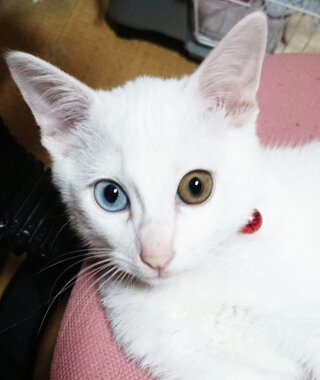 オッドアイの猫の交配について教えてください 我が家には５匹の猫がいます Yahoo 知恵袋