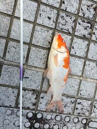 錦鯉の稚魚 錦鯉の稚魚を高価買い取りしてくれる業者をご存じないですか 会社 Yahoo 知恵袋