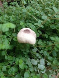 観葉植物の根元からきのこが生えてきました 写真きのこなんですが 何てい Yahoo 知恵袋