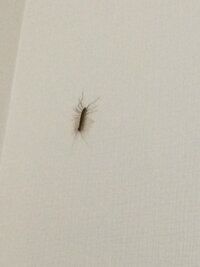 虫の画像注意 これはなんという虫でしょうか 家で二度見つけましたが 二度とも壁 教えて 住まいの先生 Yahoo 不動産