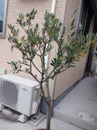 オリーブの花が咲きません 鉢植えのオリーブの木に花が咲きません Yahoo 知恵袋