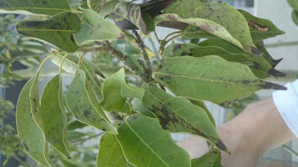 ソヨゴが病気っぽいです 今年の5月に植え付けたソヨゴです 所々写 Yahoo 知恵袋