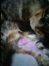 犬の陰嚢部分のかぶれについてちょっと恥ずかしい部分の質問で恐縮 Yahoo 知恵袋