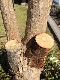 観葉植物のドラセナコンシンネの株元の皮が浮いてきて めくれるようになり Yahoo 知恵袋