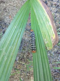 この虫の駆除の仕方を教えて下さい ハマオモトヨトウという蛾の幼虫です Yahoo 知恵袋