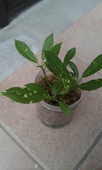 うちの観葉植物に白い斑点がついていて 虫の卵 病気 よく分かりま Yahoo 知恵袋