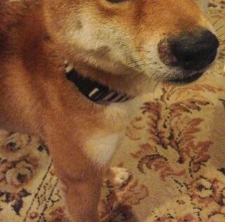 犬の鼻の横に写真のような 大きなできもの があります Yahoo 知恵袋