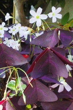 葉が紫色のカタバミっぽい花の名前を教えて下さい 花は薄いピン Yahoo 知恵袋