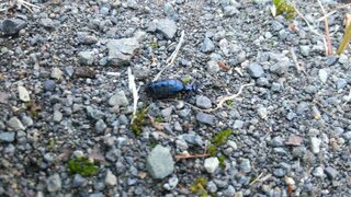 この蟻みたいな青い虫はなんと言う名前でしょうか 知っている方がいらっし Yahoo 知恵袋