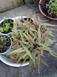 食虫植物の ドロセラアデラエのことです この画像を見て 植え替えをした Yahoo 知恵袋