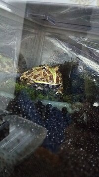 練り餌を食べてくれないクランウェルツノガエルについて以前相談 Yahoo 知恵袋