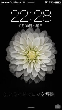 Iphonexrの初期壁紙としてあるこれらの花の名前を教えて下さい 流石にこれ Yahoo 知恵袋