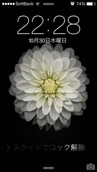 Iphoneの壁紙にある この花はなんて名前ですか あんまり詳し Yahoo 知恵袋