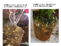 昨年 箱根ツツジのポットを購入して植え替えましたが とうとう咲かずだめ Yahoo 知恵袋