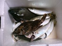 海で釣った スズキ は 刺身で食べてはいけないのでしょうか Yahoo 知恵袋
