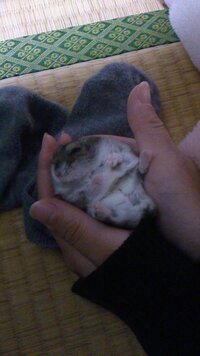 ハムスターの性別を見分けてください ジャンガリアンハムスター Yahoo 知恵袋