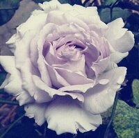 ルシファー……花言葉は裏切り、傲慢、孤独、その他
美しくはなかなか咲いてくれません。
非常に気難しい、繊細な薔薇です。
だけど、誰よりも気高く、透明感溢れる花、
この悪魔の名を持つ花 を、贈るとしたら、どんなメッセージを
添えますか？