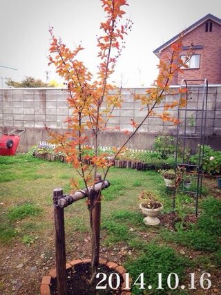 今年の春に庭に 芝生代わりにヒメイワダレソウを植えて 一面に広がったの Yahoo 知恵袋