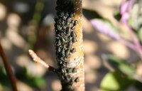 栗の木の害虫について教えてください。
添付画像の様な害虫が栗の木（ぽろたん）の苗木に
ついています。
何という害虫ですか？
対処方法も含めて教えてください。
大きさは５mmぐらいあります。 