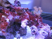 海藻に詳しい方 赤い海藻の名前を教えてください 海水水槽の枝状ライブロ Yahoo 知恵袋