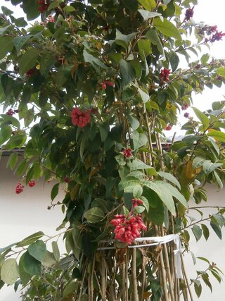 これはなんという花ですか 細い幹の木で今 赤い花が咲いてます 塀から出 Yahoo 知恵袋