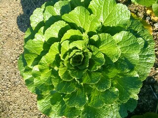 白菜が結球しません 写真の通り 葉は青々としており元気です Yahoo 知恵袋