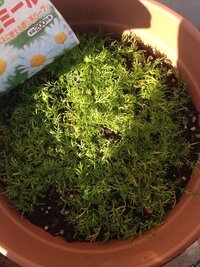 強い花粉症ですが ベランダにミモザの鉢植えを置くのはよくないので Yahoo 知恵袋