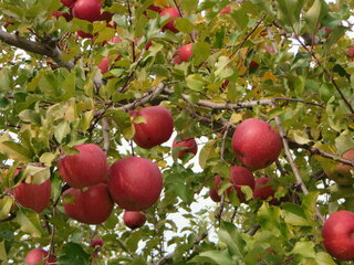 いつも食べるミカン長野ではミカンの木は見かけられません りんごサンフジ Yahoo 知恵袋