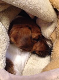 布団の中にもぐって眠る犬って多いですか うちのジャックラッセルテリアは Yahoo 知恵袋