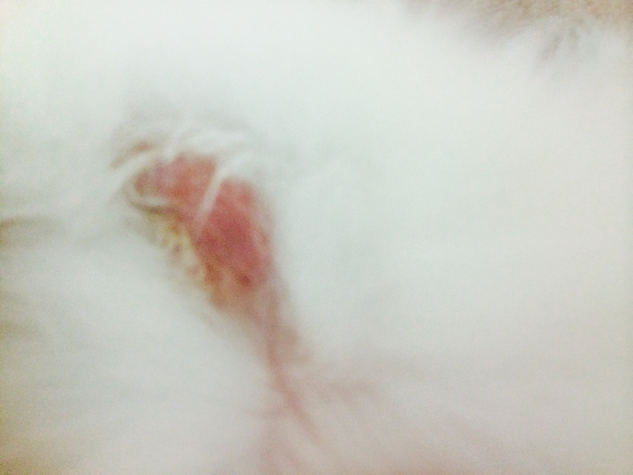 猫のお腹に円形脱毛症のような場所があります。写メ貼ります 