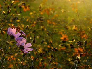 所有地の土手に現在コスモスが毎年こぼれ種で7月頃から11月頃まで花を開 Yahoo 知恵袋