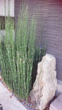 こんなのを我が家の庭でも飾りたいのですが この竹みたいなのは Yahoo 知恵袋