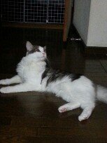 猫の留守番時間 12時間くらいでも平気ですか 猫を飼おうと色々 Yahoo 知恵袋