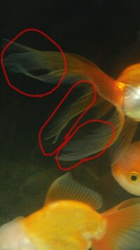 金魚の尾が切れているみたいですが治るのでしょうか 治りますよ Yahoo 知恵袋