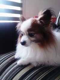 犬の安楽死について質問です 10歳の愛犬が心臓病で最近な Yahoo 知恵袋