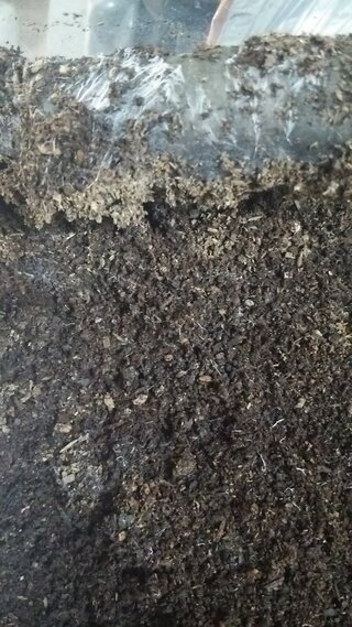 カブトムシ 土 カビ かぶと虫を飼育ケースで飼っていますが 白いカビのようなものがケース側