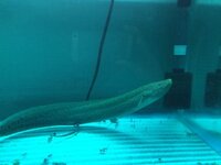 ペットショップで売られている観賞魚で危険な魚 噛み付く 毒がある 種類 Yahoo 知恵袋