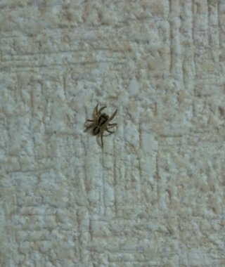 蜘蛛にくわしいかた家でよくみかける１センチくらいの蜘蛛がいま Yahoo 知恵袋