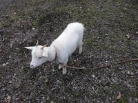 ヤギにトイレットペーパーを差し出しましたが 食べてくれません Yahoo 知恵袋