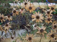 ジニア 百日草 について調べています この花は一年草で 冬に Yahoo 知恵袋