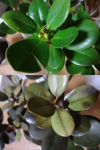 ガジュマルが枯れそうです 植物を買いすぎて窓際は全面一杯でもう置け Yahoo 知恵袋